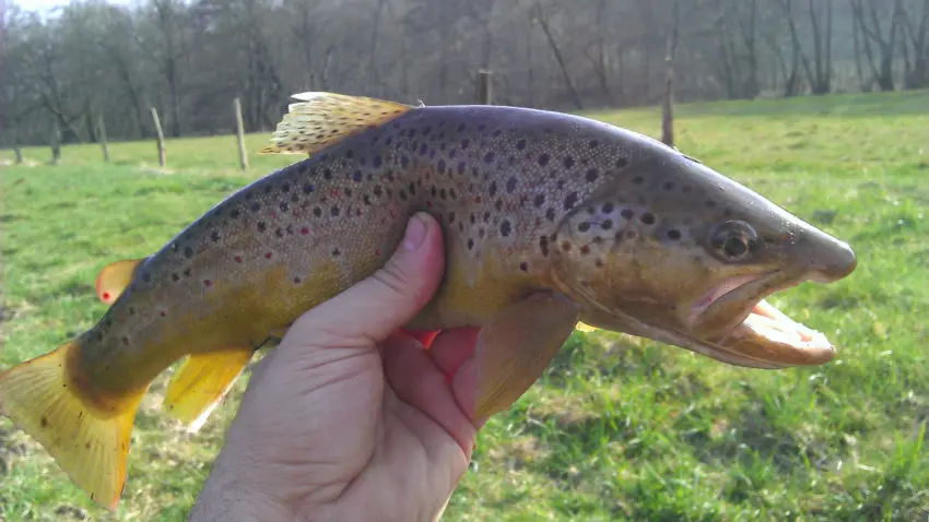 Pêche à la truite dans les ruisseaux