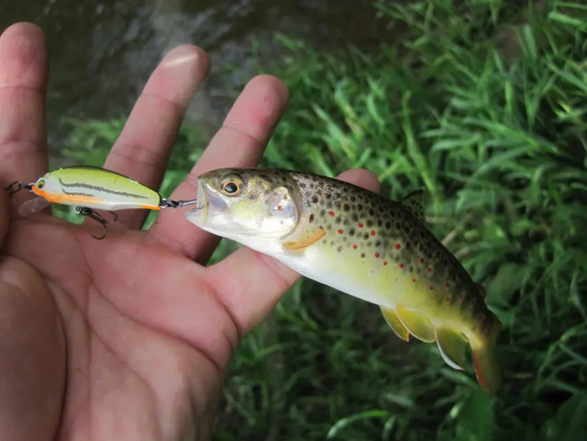 Pêche à la truite dans les ruisseaux