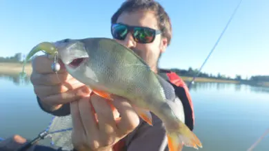 Montage Cheburaska pour la pêche des carnassiers