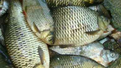 Pêche du carassin à l'anglaise en canal