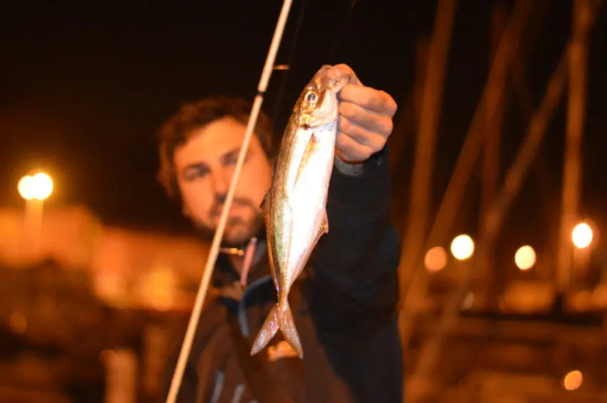 Pêche en rockfishing au printemps