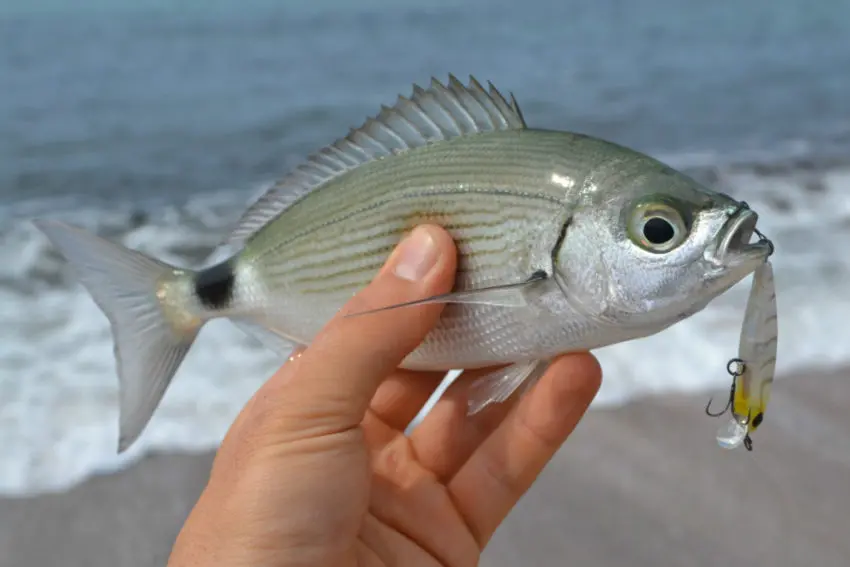 Pêche en rockfishing au printemps