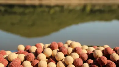 Amorcages pour la pêche à la carpe au printemps