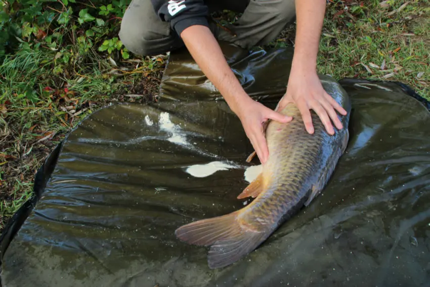 Bouillette low cost pour pêcher la carpe