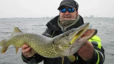 Leurre pour pêcher le brochet à l'ouverture