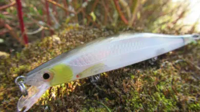 Leurre Rapala Ripstop