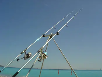 Pêcher des grosses dorades depuis le bord