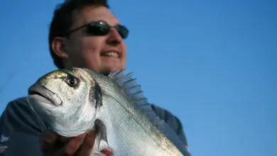 Pêcher des grosses dorades depuis le bord