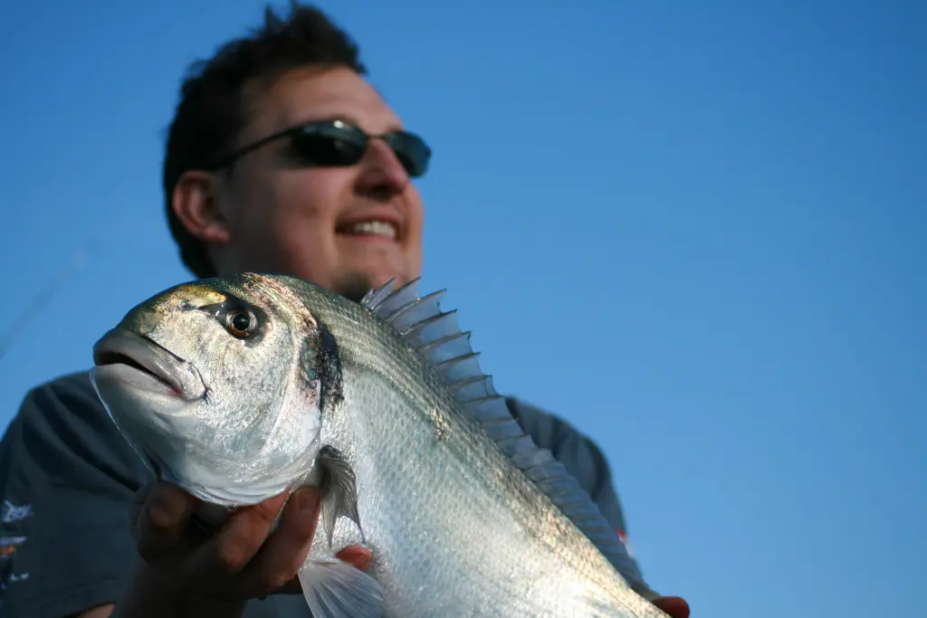 Pêcher des grosses dorades depuis le bord