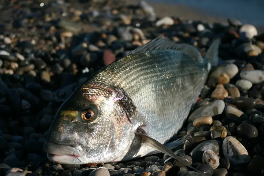 Pêcher des grosses dorades depuis le bord