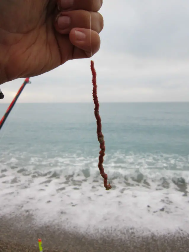 Pêcher des grosses dorades depuis le bord