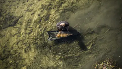 Pêche à la carpe en rivière