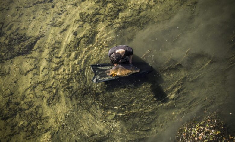 Pêche à la carpe en rivière