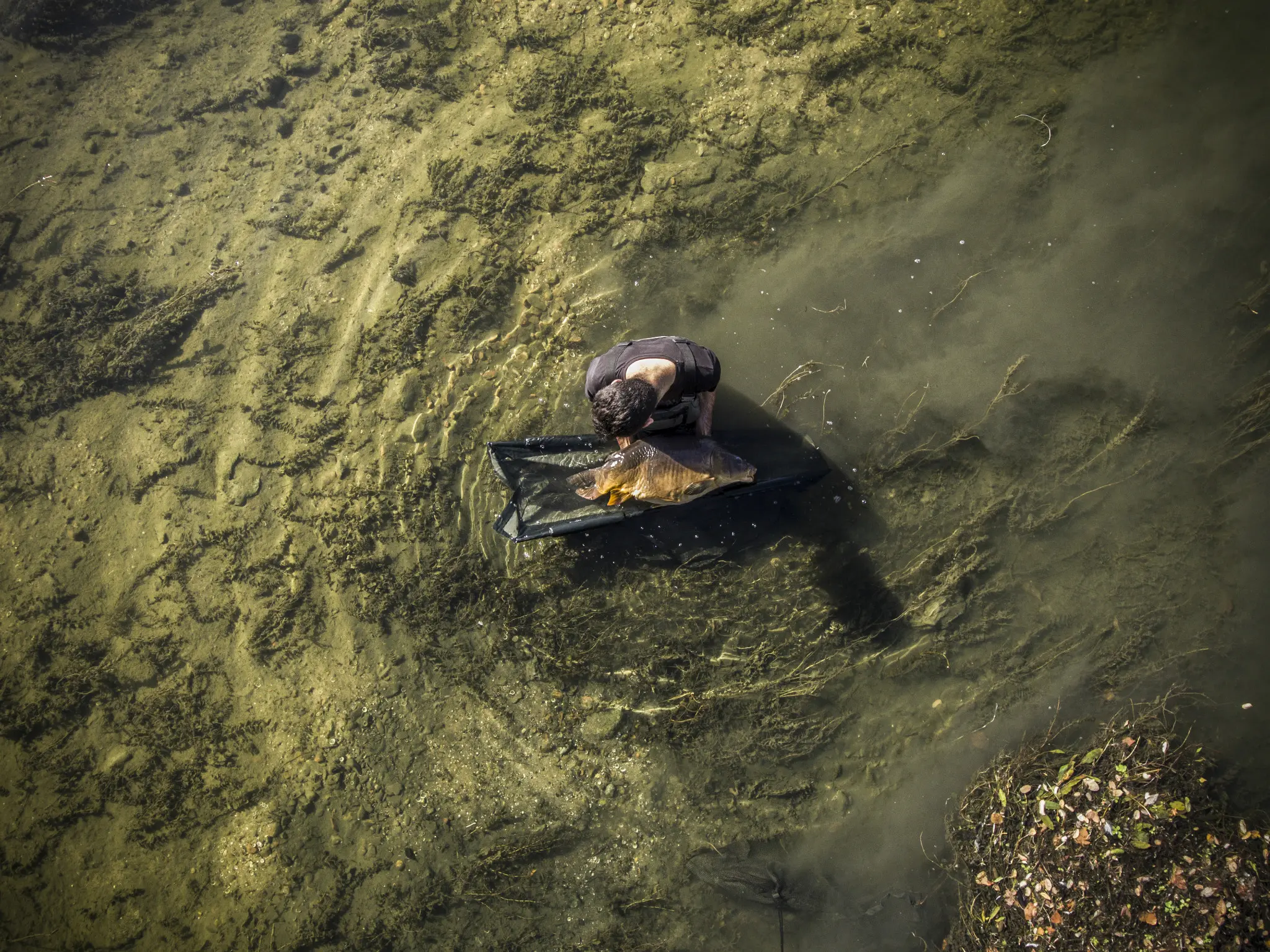 Pêche à la carpe en rivière