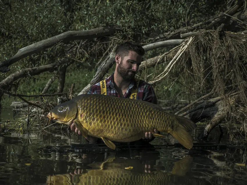 Pêche à la carpe en rivière