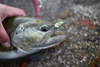 Comment prendre une photo de poisson à la pêche