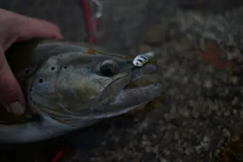 Comment prendre une photo de poisson à la pêche