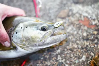 Comment prendre une photo de poisson à la pêche