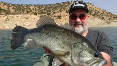 Pêche du black bass au Maroc