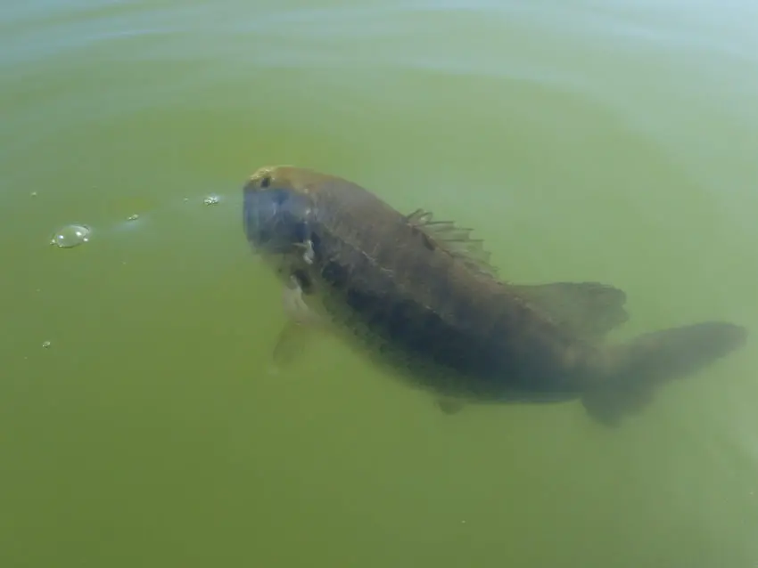 Pêche du black bass au Maroc