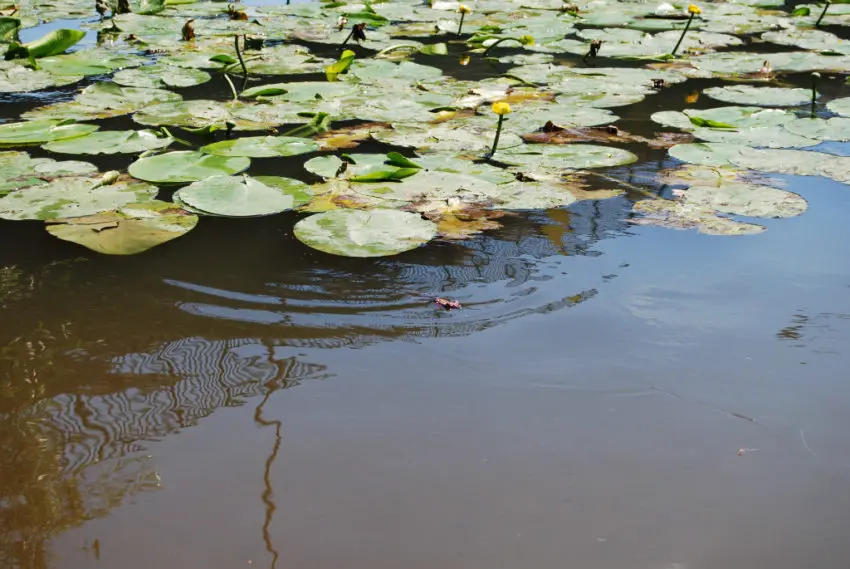 Pêche des carnassiers à la grenouille en été