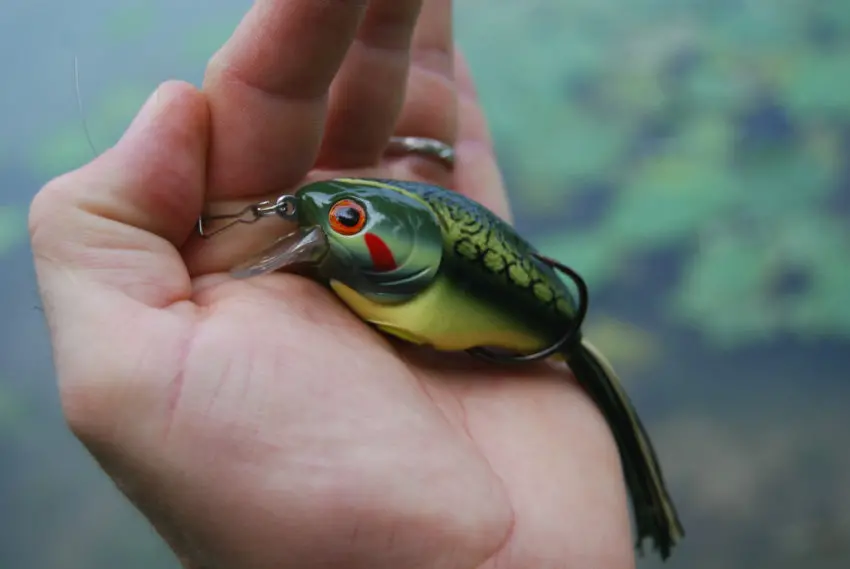 Pêche des carnassiers à la grenouille en été