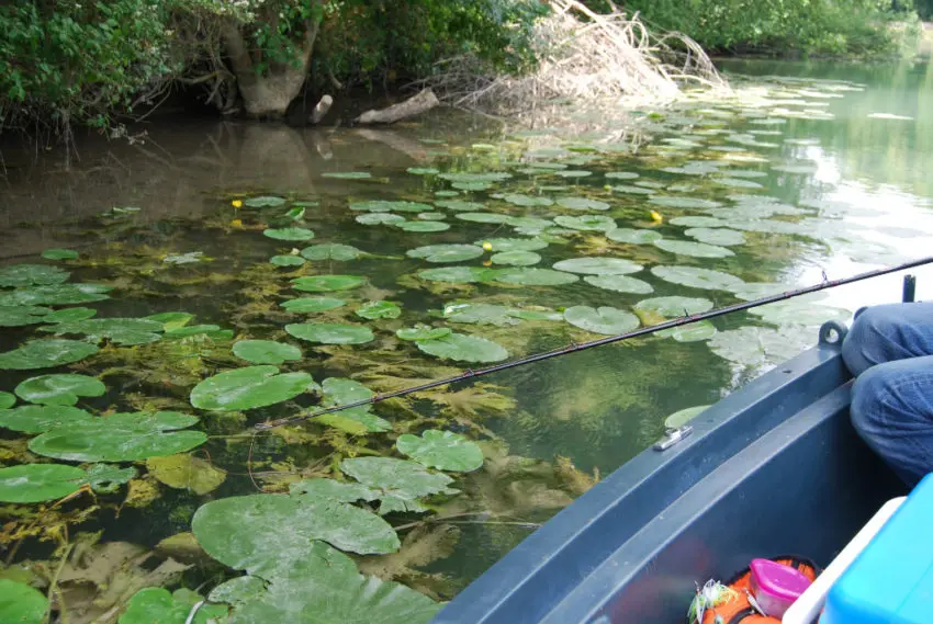 Pêche des carnassiers à la grenouille en été