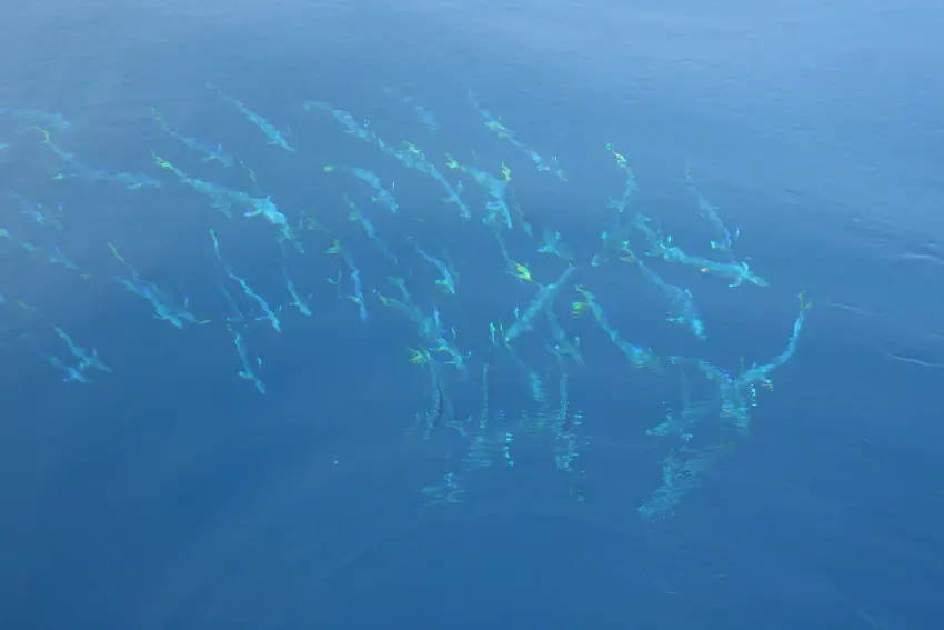 Pêche de la daurade coryphène en méditerrannée