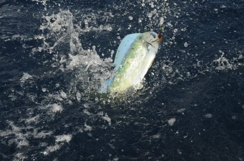 Pêche de la daurade coryphène en méditerrannée