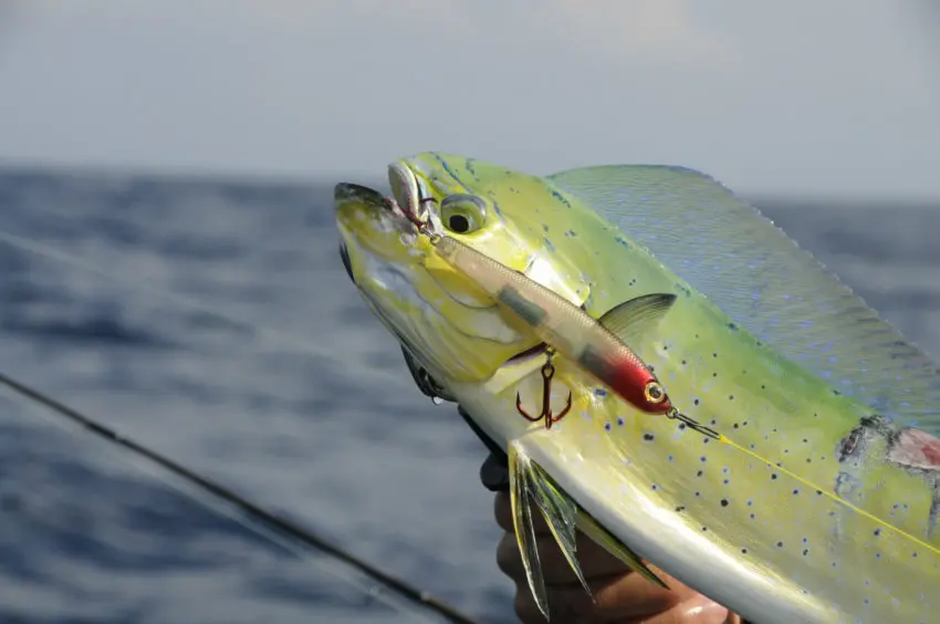 Pêche de la daurade coryphène en méditerrannée