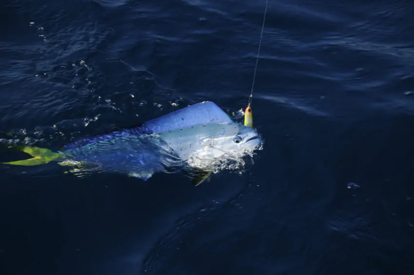 Pêche de la daurade coryphène en méditerrannée