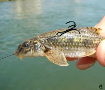 Pêche au goujon mort manié