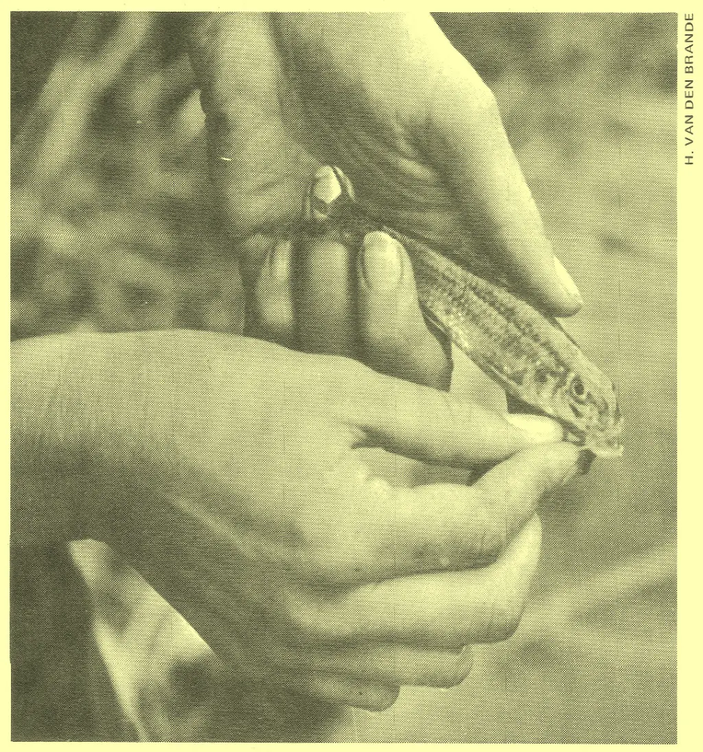 Pêche au goujon mort manié