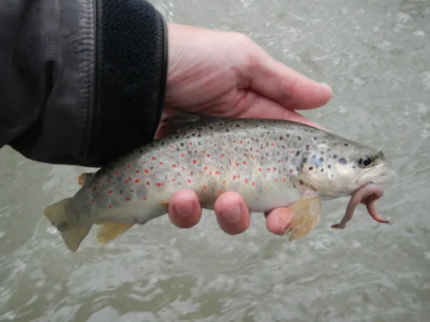 Pêche de la truite au toc en début de saison