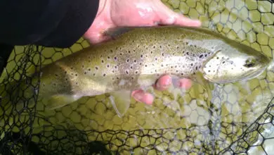 Pêche de la truite au toc en début de saison