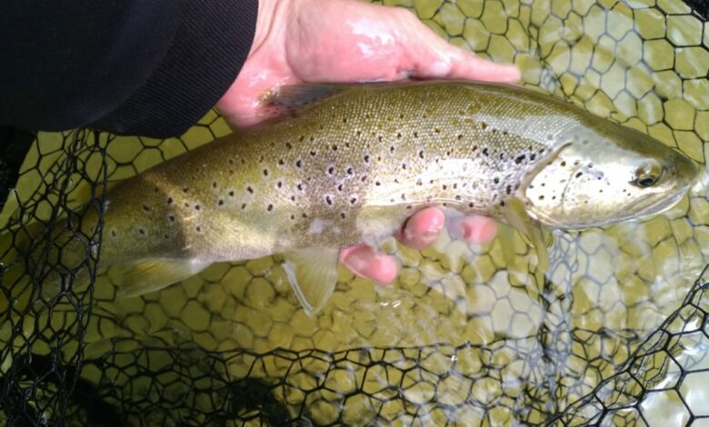 Pêche de la truite au toc en début de saison