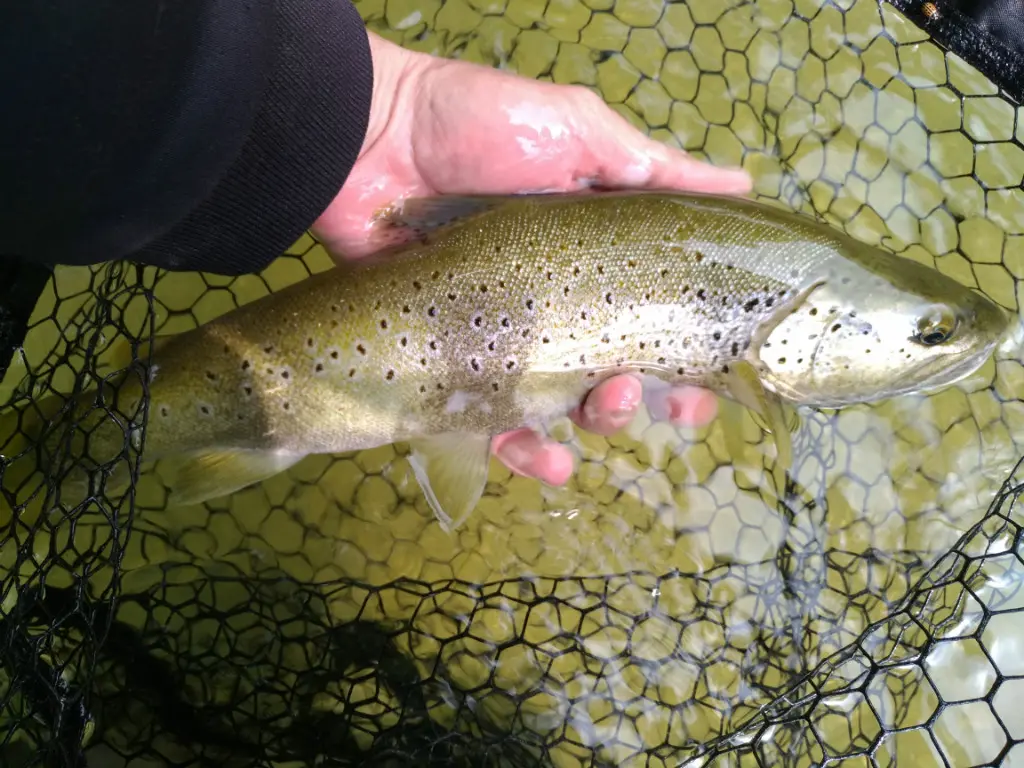 Pêche de la truite au toc en début de saison