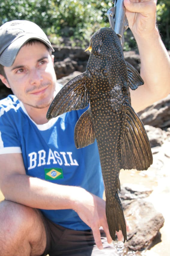 Plectosmus, poisson pris au Brésil