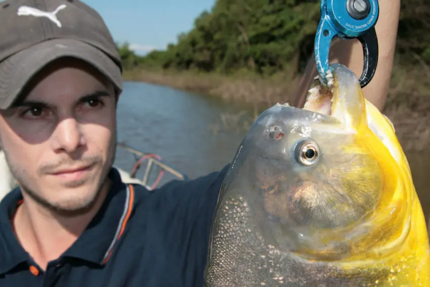 Plectosmus, poisson pris au Brésil