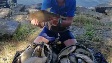 Montage pour pêcher au feeder