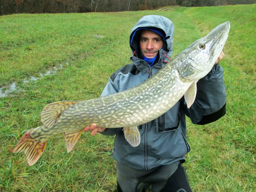 Brochet goinfre pêché dans un étang en gestion no-kill