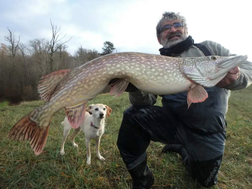 Brochet goinfre pêché dans un étang en gestion no-kill