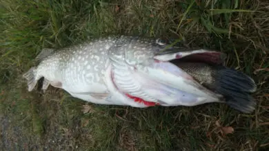 Brochet goinfre pêché dans un étang en gestion no-kill