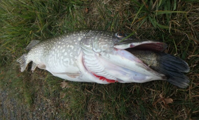 Brochet goinfre pêché dans un étang en gestion no-kill