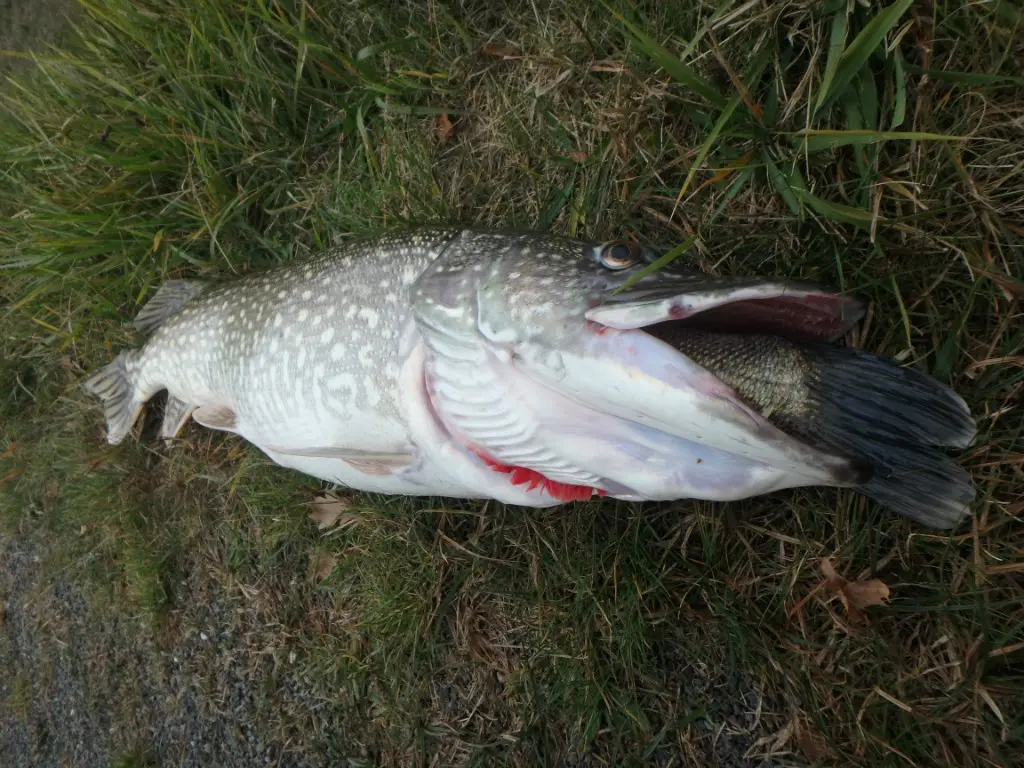 Brochet goinfre pêché dans un étang en gestion no-kill