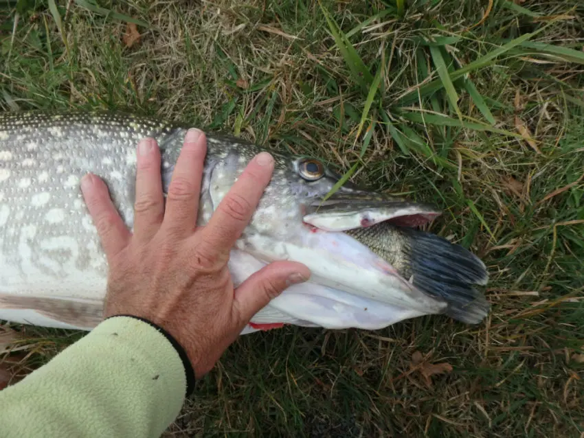 Brochet goinfre pêché dans un étang en gestion no-kill