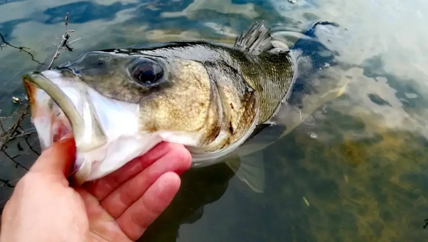 Pêche du bar dans les herbiers en buzzing