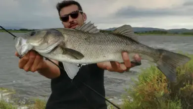 Pêche du bar dans les herbiers en buzzing