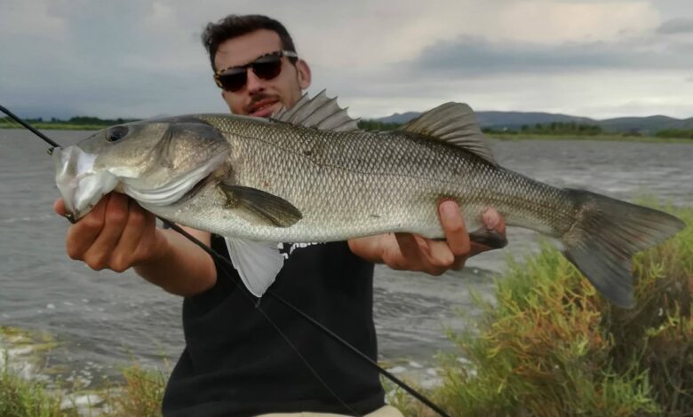 Pêche du bar dans les herbiers en buzzing