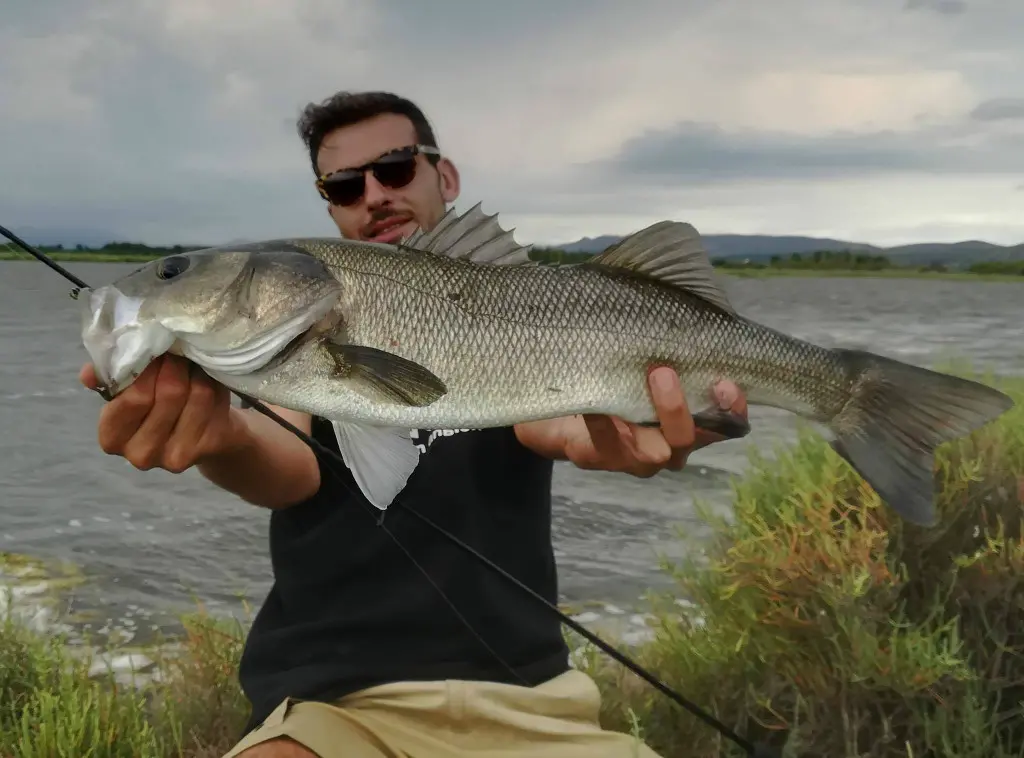 Pêche du bar dans les herbiers en buzzing